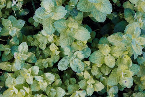 Leaves of Mint