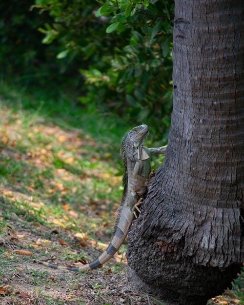 Close-up of a Green Iguana on a Tree Trunk 