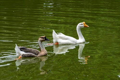 Couple of Geese in Lake