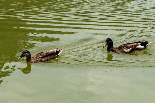 Free Two ducks gracefully swimming across a tranquil green lake, creating gentle ripples. Stock Photo