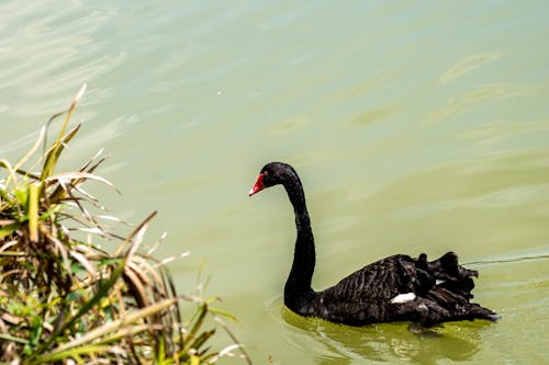Black Swan in Lake