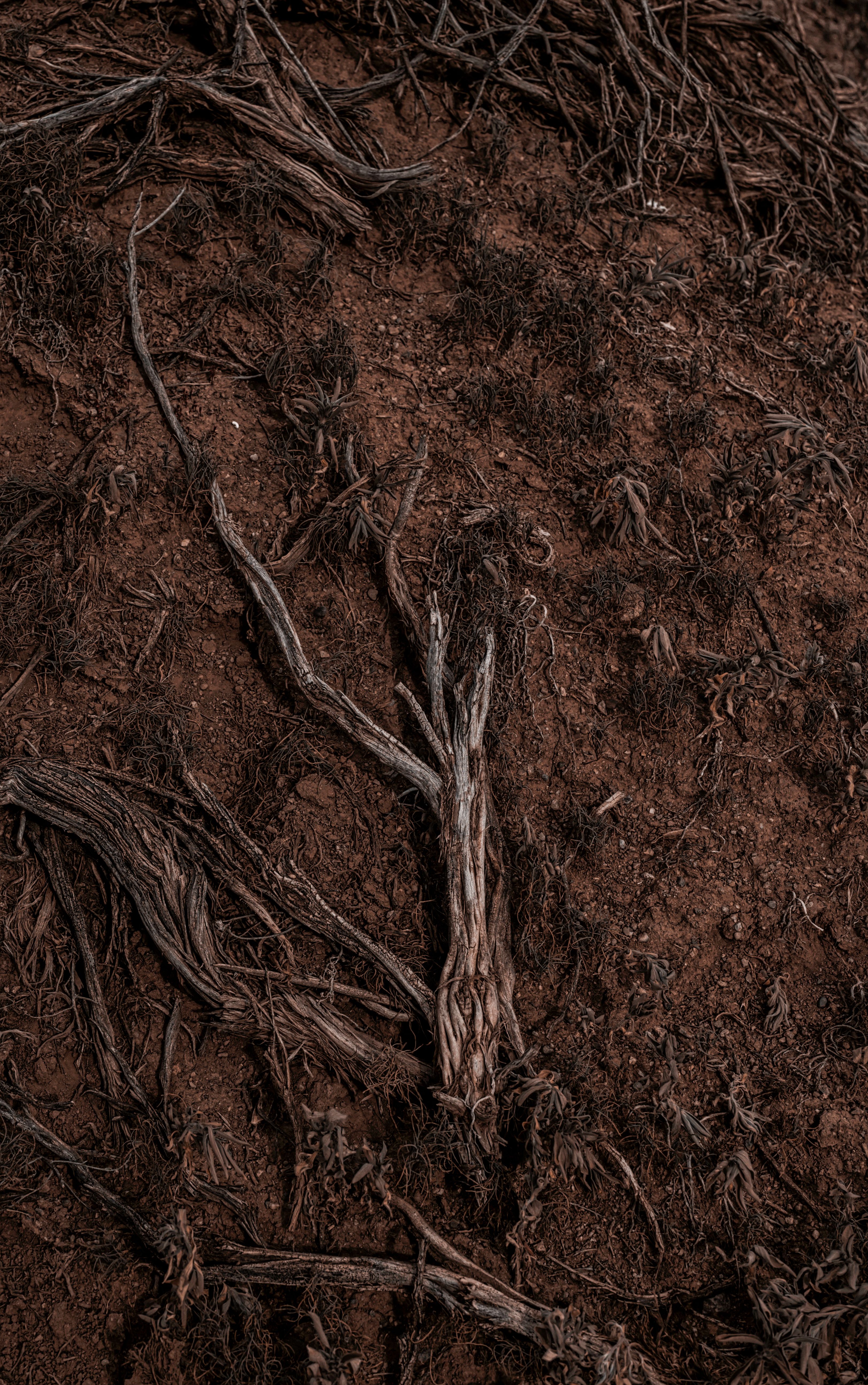 Racines de vigne