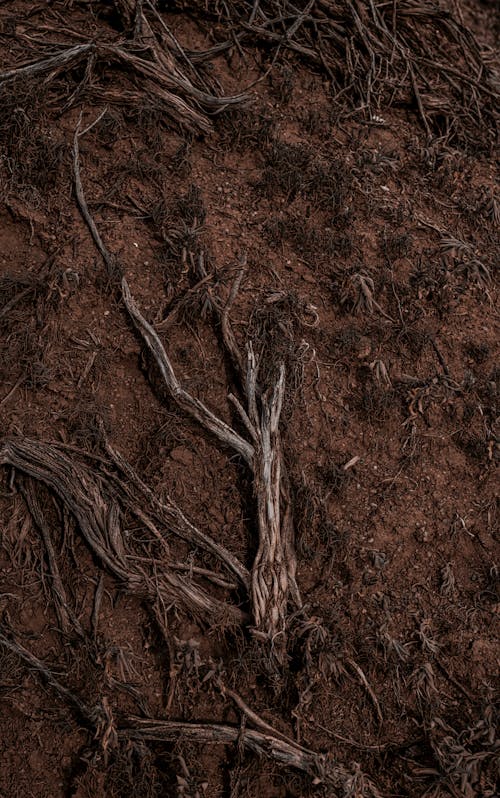 土壌, 垂直ショット, 成長の無料の写真素材