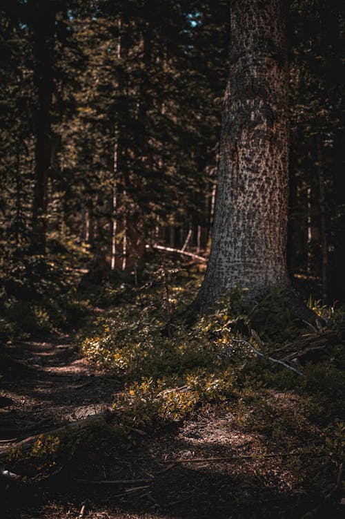 Základová fotografie zdarma na téma les, lesnatý kraj, příroda
