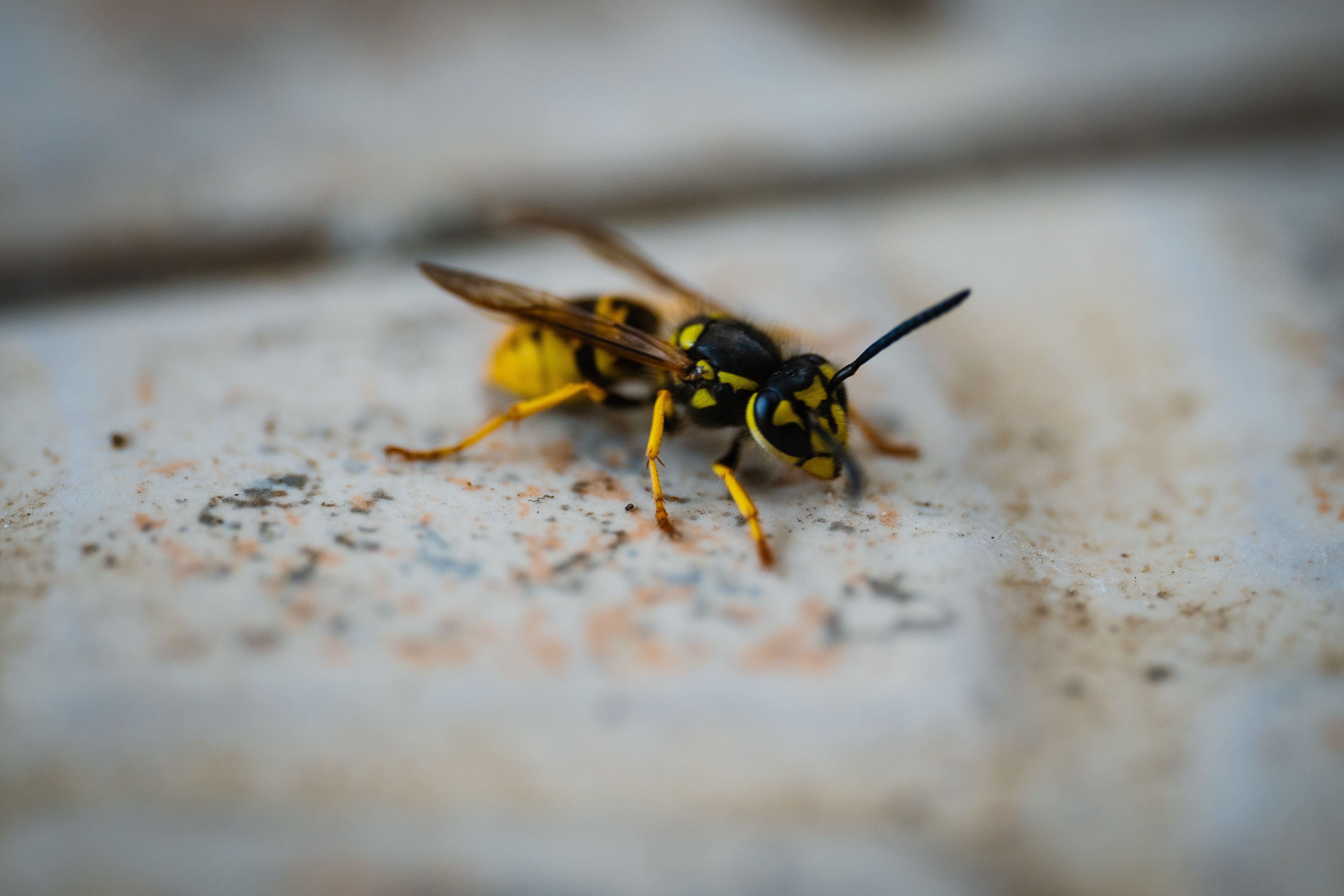 Yellow Jacket Removal Services in Smithville, IN