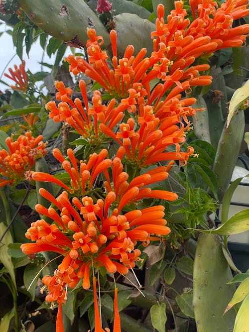 Firecracker flower