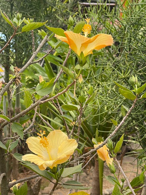 Yellow hibiscus flower 
