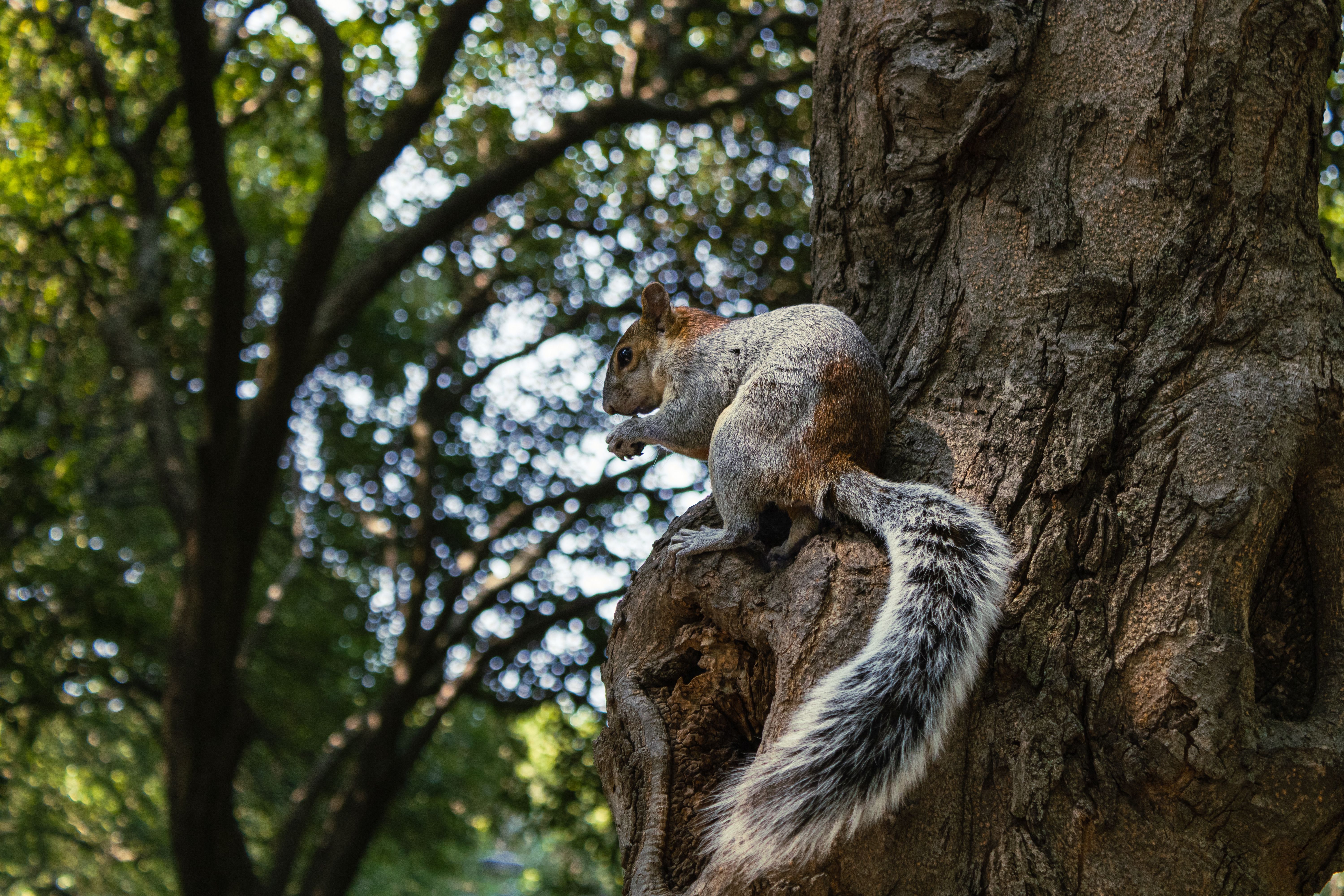 Cute squirrel perched on a tree trunk in a lush park, Mexico City.