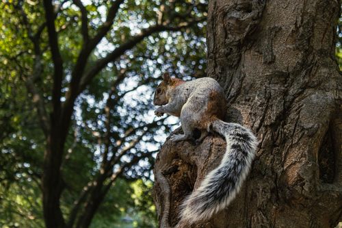 Free Cute squirrel perched on a tree trunk in a lush park, Mexico City. Stock Photo