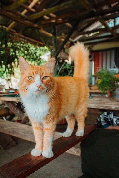 A White and Orange Cat on a Patio 