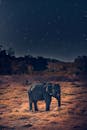 星空下的荒野中，雄伟的非洲象矗立着，展现了大自然的夜间之美