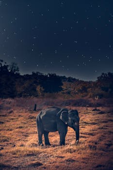 星空下的荒野中，雄伟的非洲象矗立着，展现了大自然的夜间之美