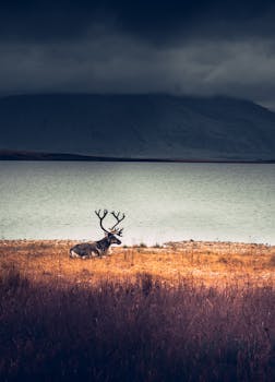 在冰岛宁静的湖边，一头孤独的驯鹿正在休息，背景是连绵的山脉