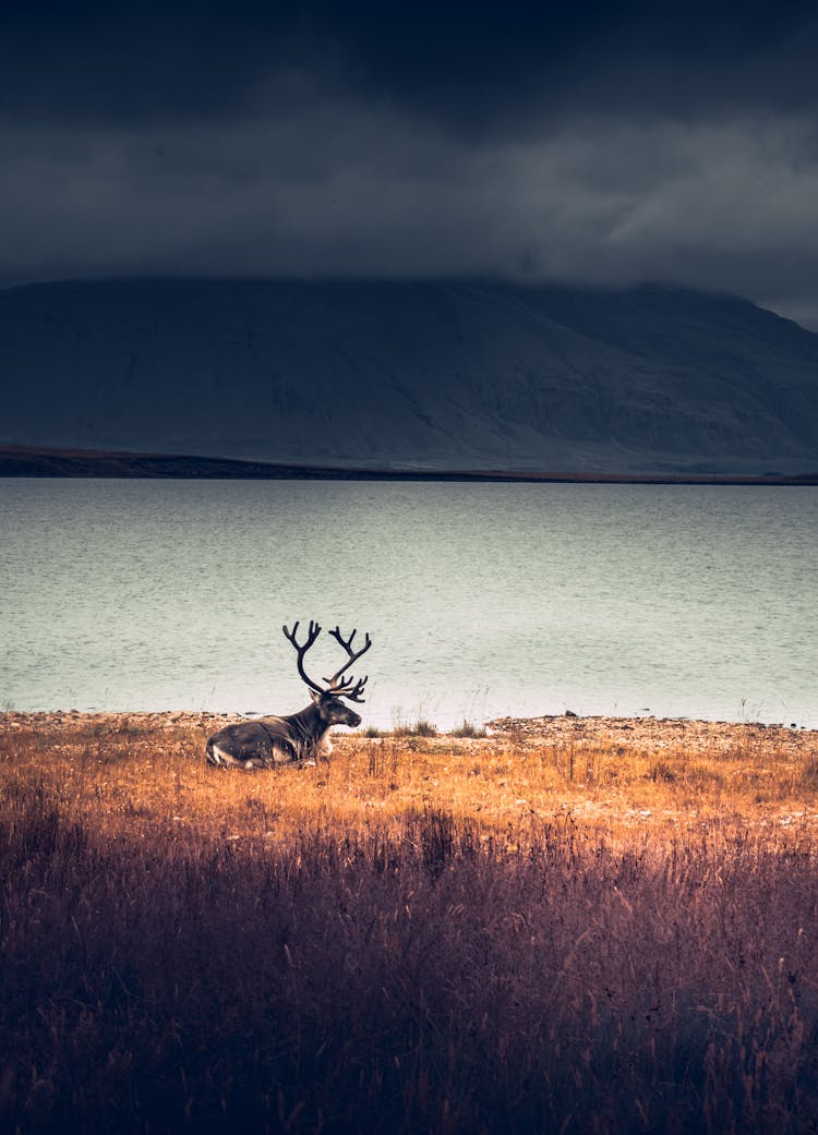 Brown Reindeer