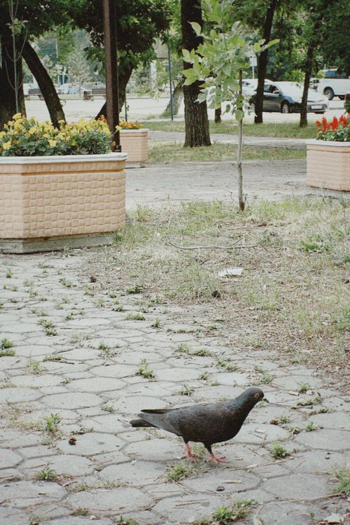 Free A pigeon walking on a paved area in a park with planters and trees in Almaty, Kazakhstan. Stock Photo
