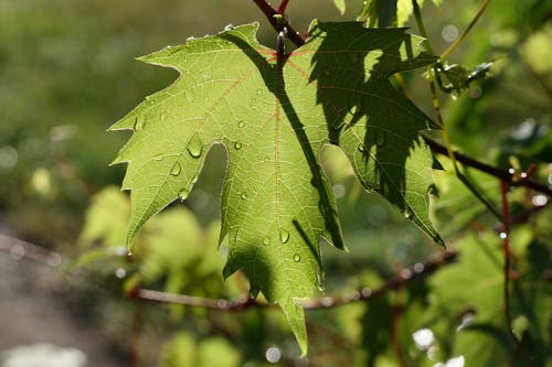 Close-up of a Green Maple Leaf with Raindrops 