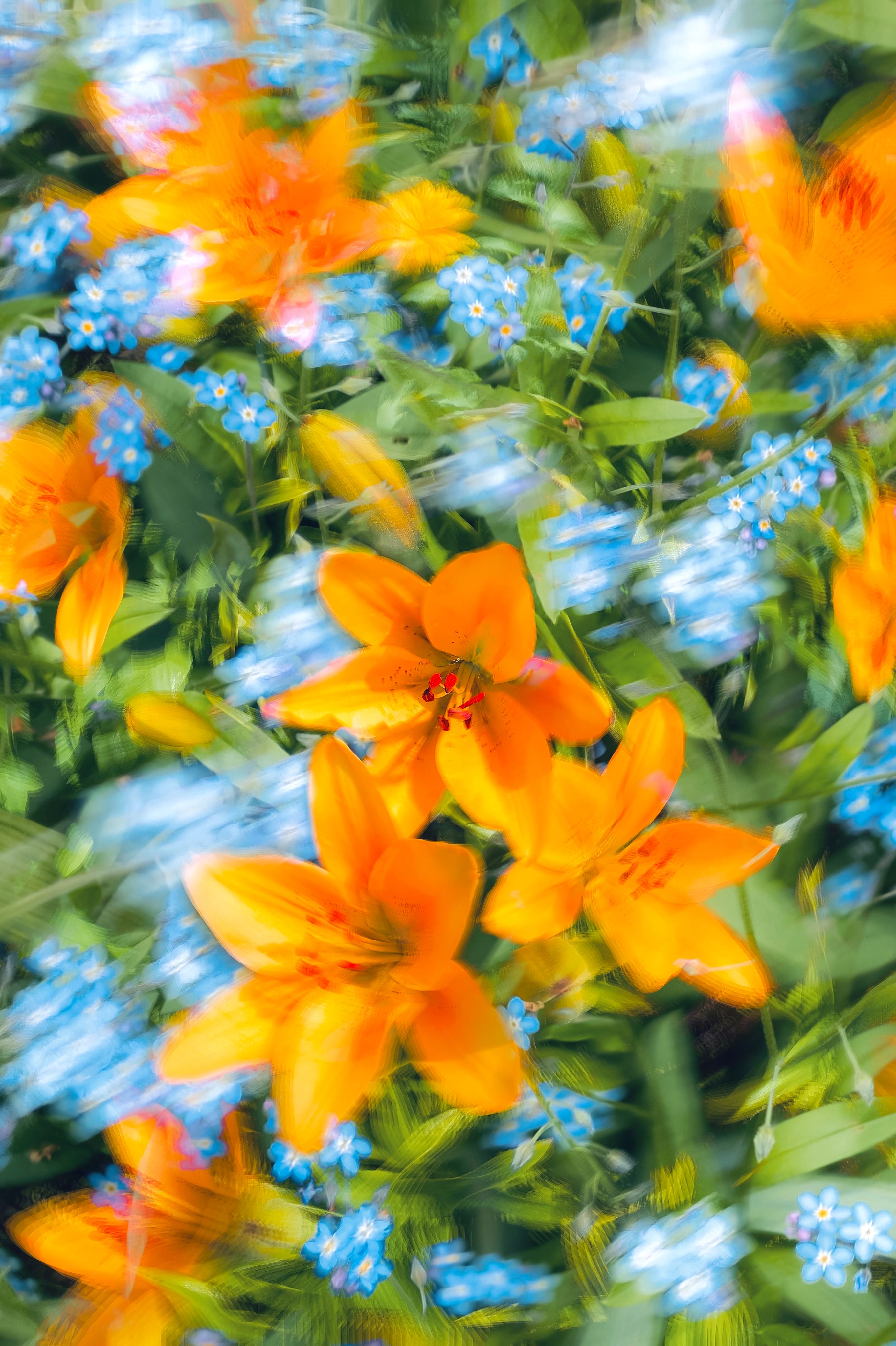 Beautiful blurred image of orange tiger lilies with blue forget me nots, creating a dynamic and colorful garden scene.