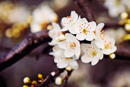 Close-up on Cherry Flowers Blooming on Branch