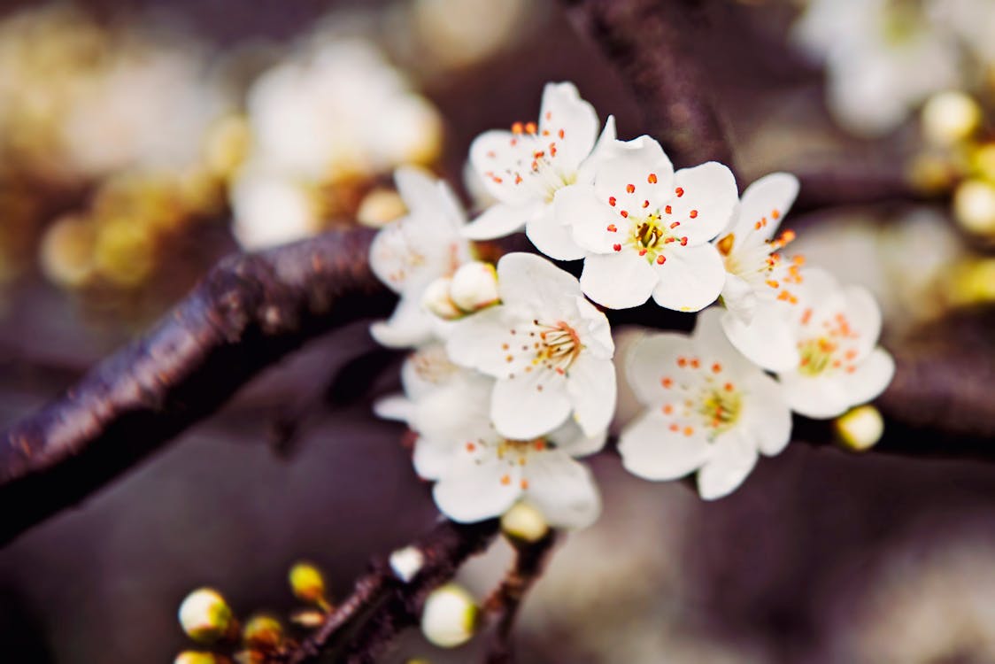 セレクティブフォーカス, 咲く, 庭園の無料の写真素材