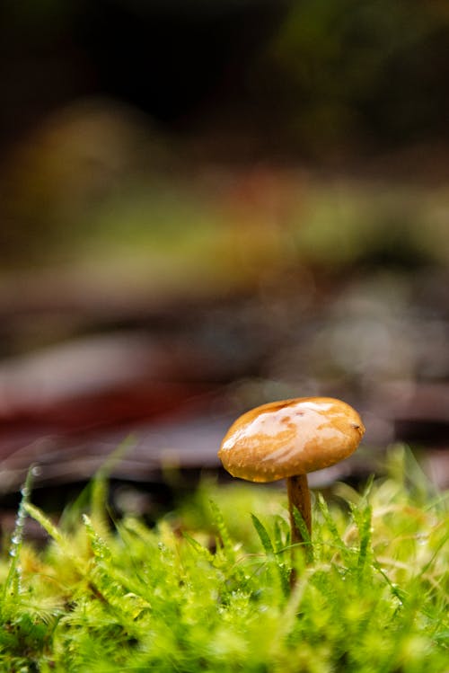 Close-up of a Mushroom in Moss 