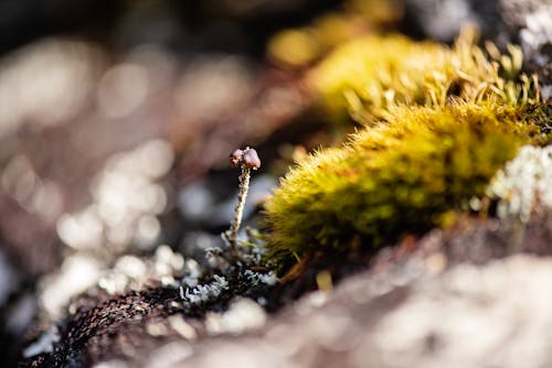 Close-up of a tiny Mushroom in the Moss 