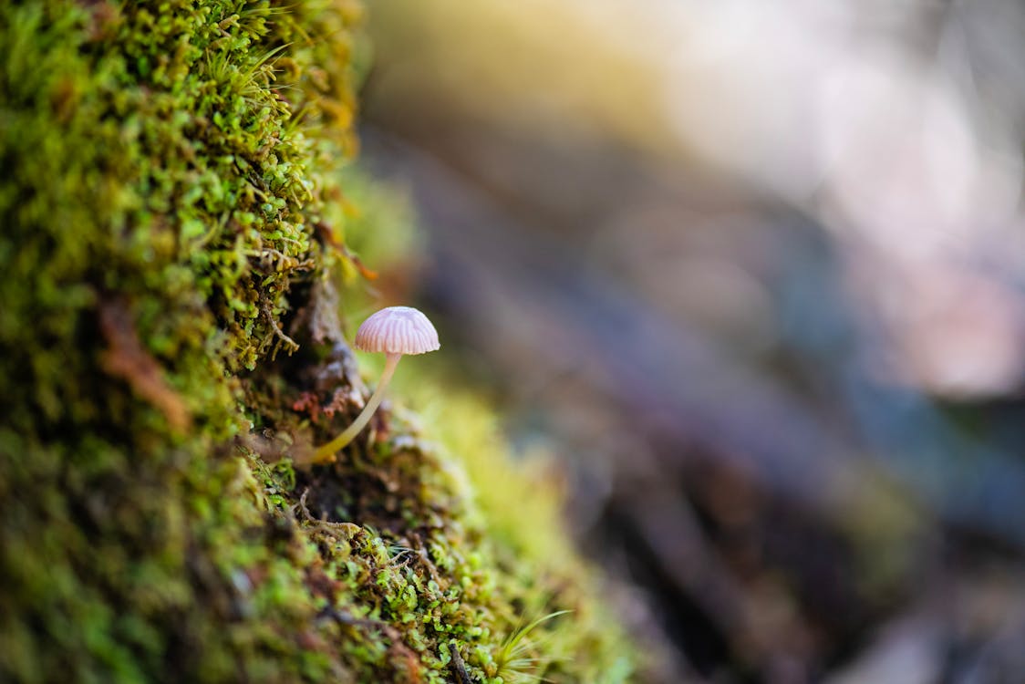 Mycena Mushroom Growing out of Moss Covered Tree Trunk