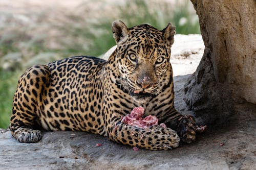 Cheetah Lying Down with Food