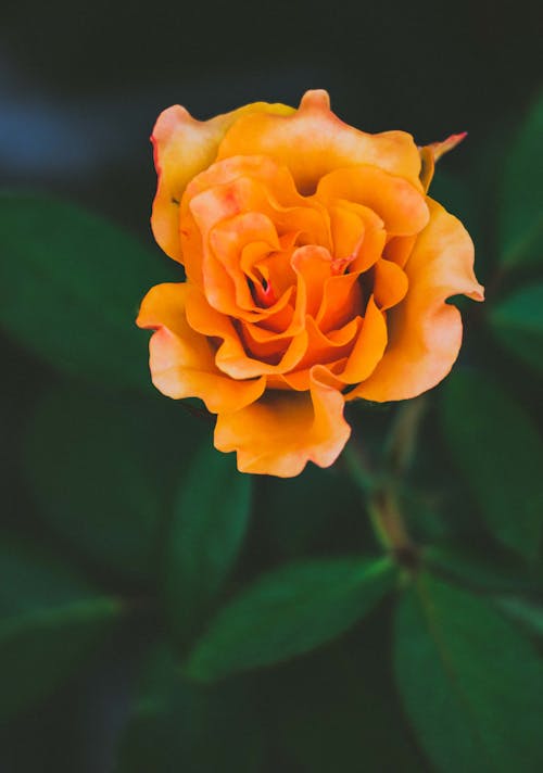 橙子, 橙玫瑰, 玫瑰 的 免費圖庫相片