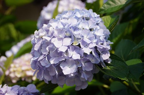 Free A close-up of blue hydrangea flowers blooming under spring sunlight, showcasing their vivid beauty. Stock Photo