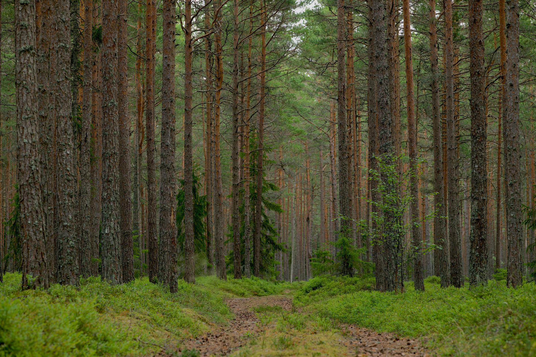 Coastal road through pine forest on the Estonian mainland