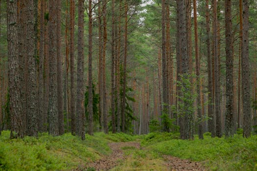 Tranquil pine forest path during summer, showcasing tall evergreen trees and lush greenery.