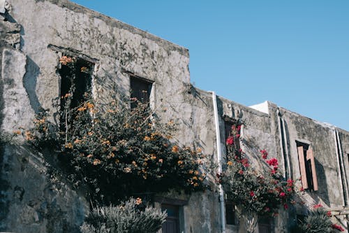 Základová fotografie zdarma na téma budova, kámen, květiny