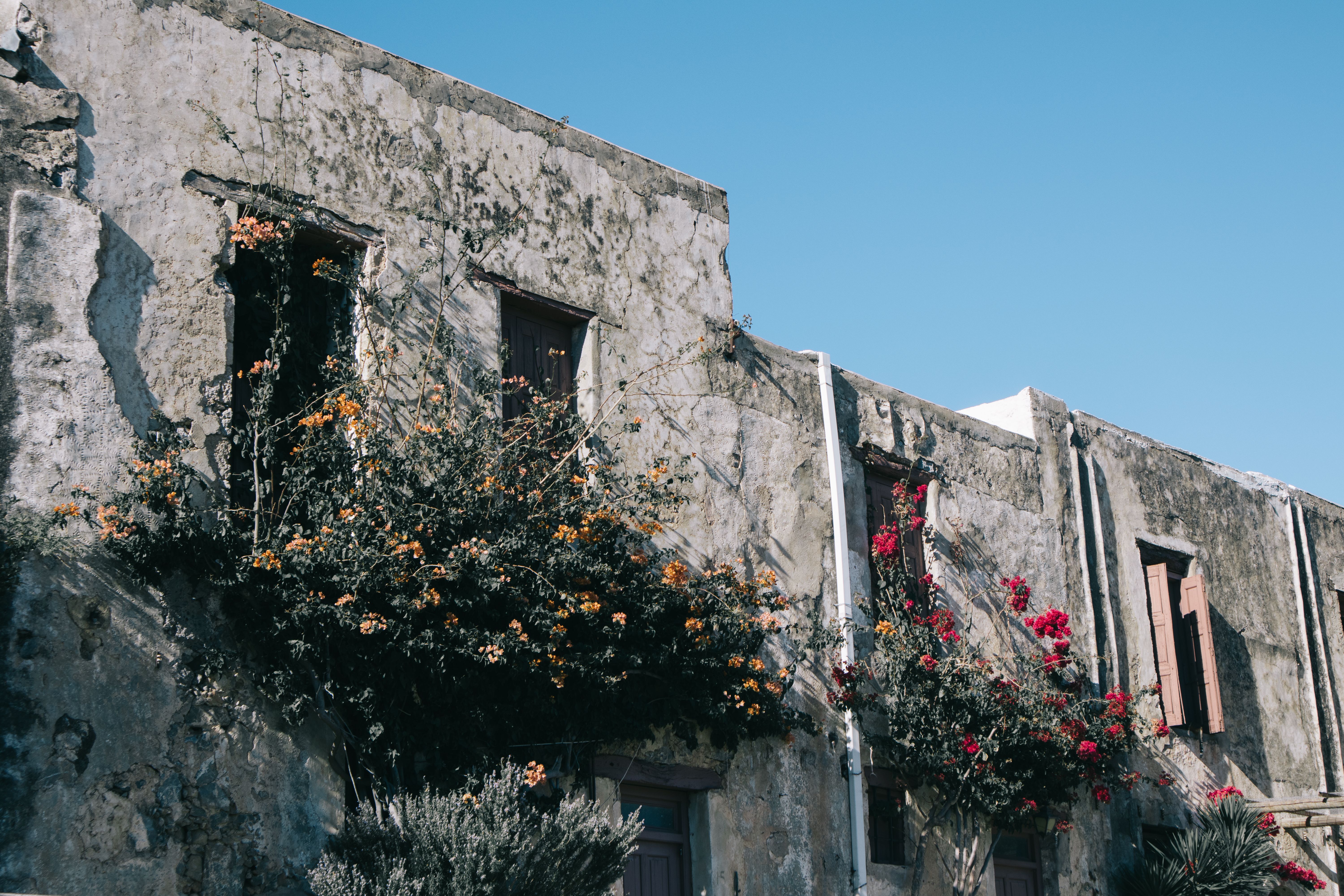 Flowers on Stone Building Wall · Free Stock Photo