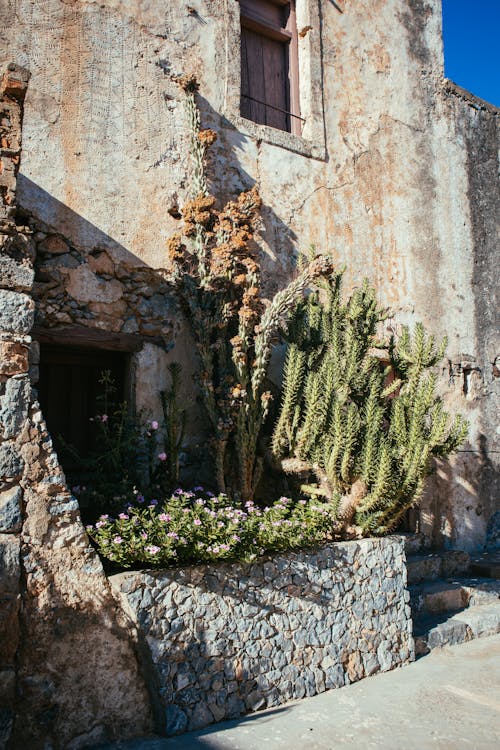 Cactus Plants near Vintage Building Wall