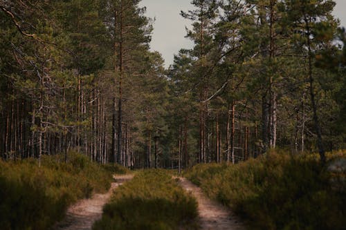 Photos gratuites de arbres, chemin de terre, forêt