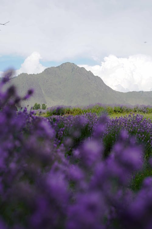 Meadow of Lavender under Mountains