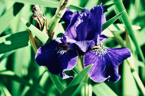 Violet Blossoming Iris