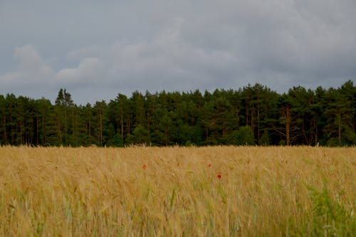 Gratis arkivbilde med åker, landlig, landsbygd