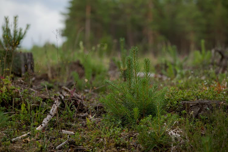 Reforestation