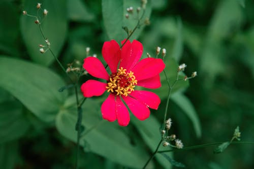 Head of a Red Blooming Flower