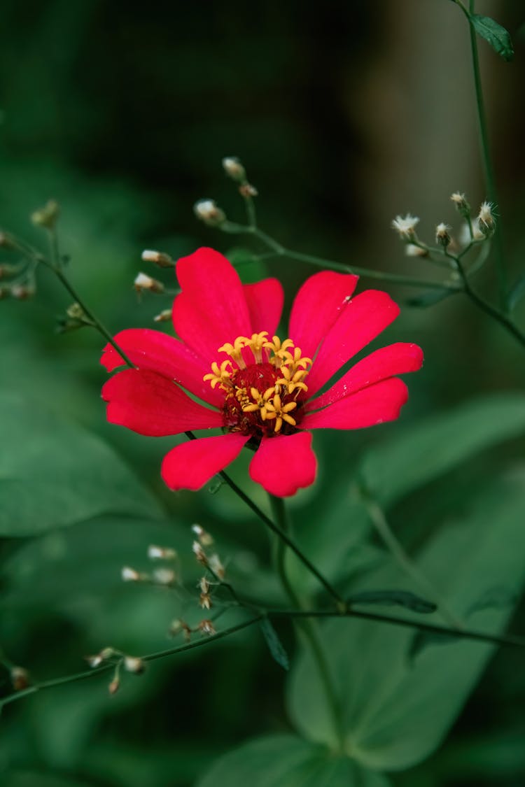 Red Blossoming Peruvian Zinnia