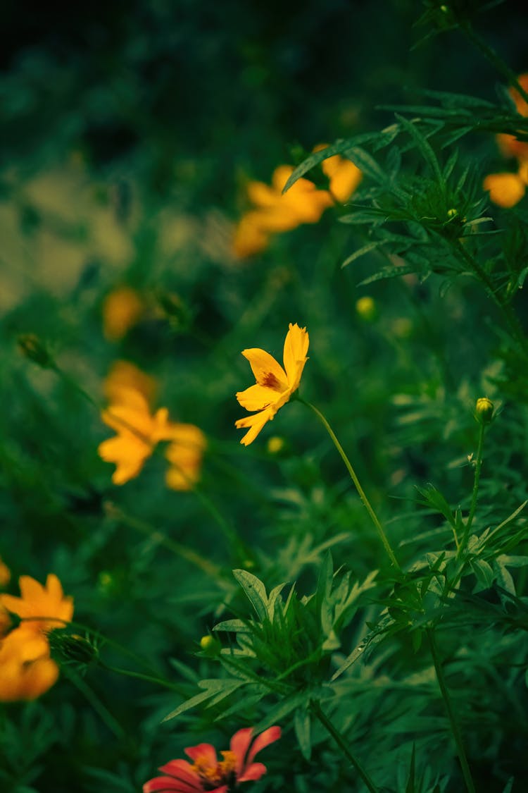 Blossoming Yellow Peruvian Zinnia