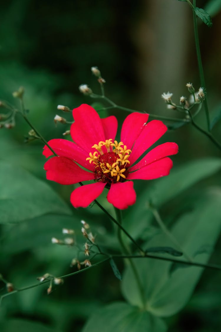 Blossoming Peruvian Zinnia