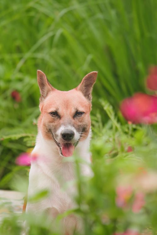 Fotos de stock gratuitas de bostezando, enfoque selectivo, fotografía de animales