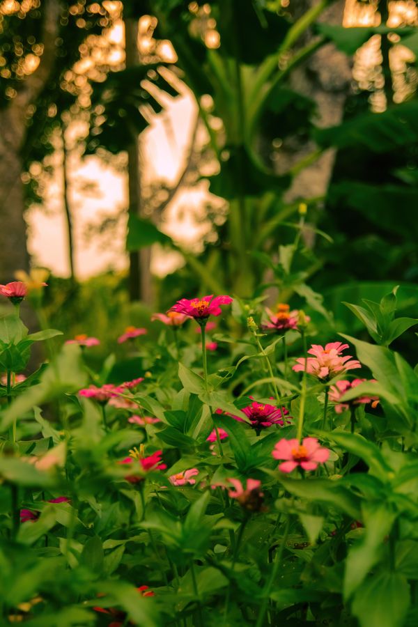 Colourful zinnia flowers in a summer garden