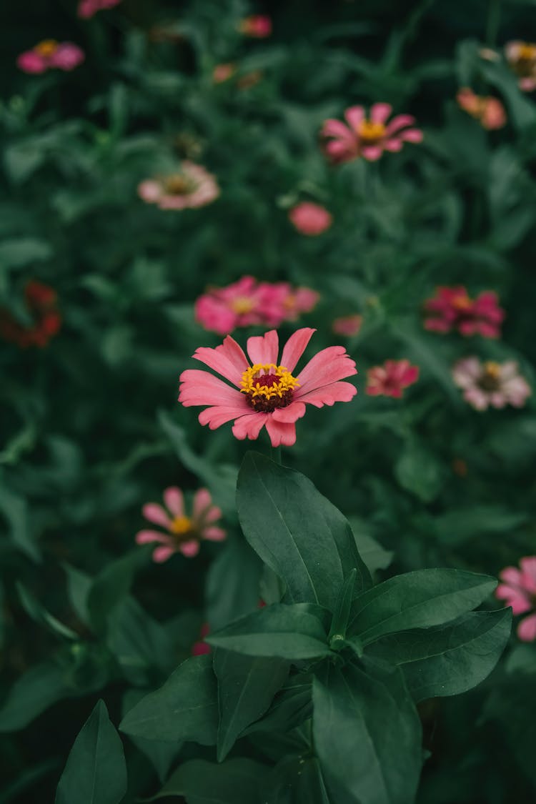 Peruvian Zinnia In Spring