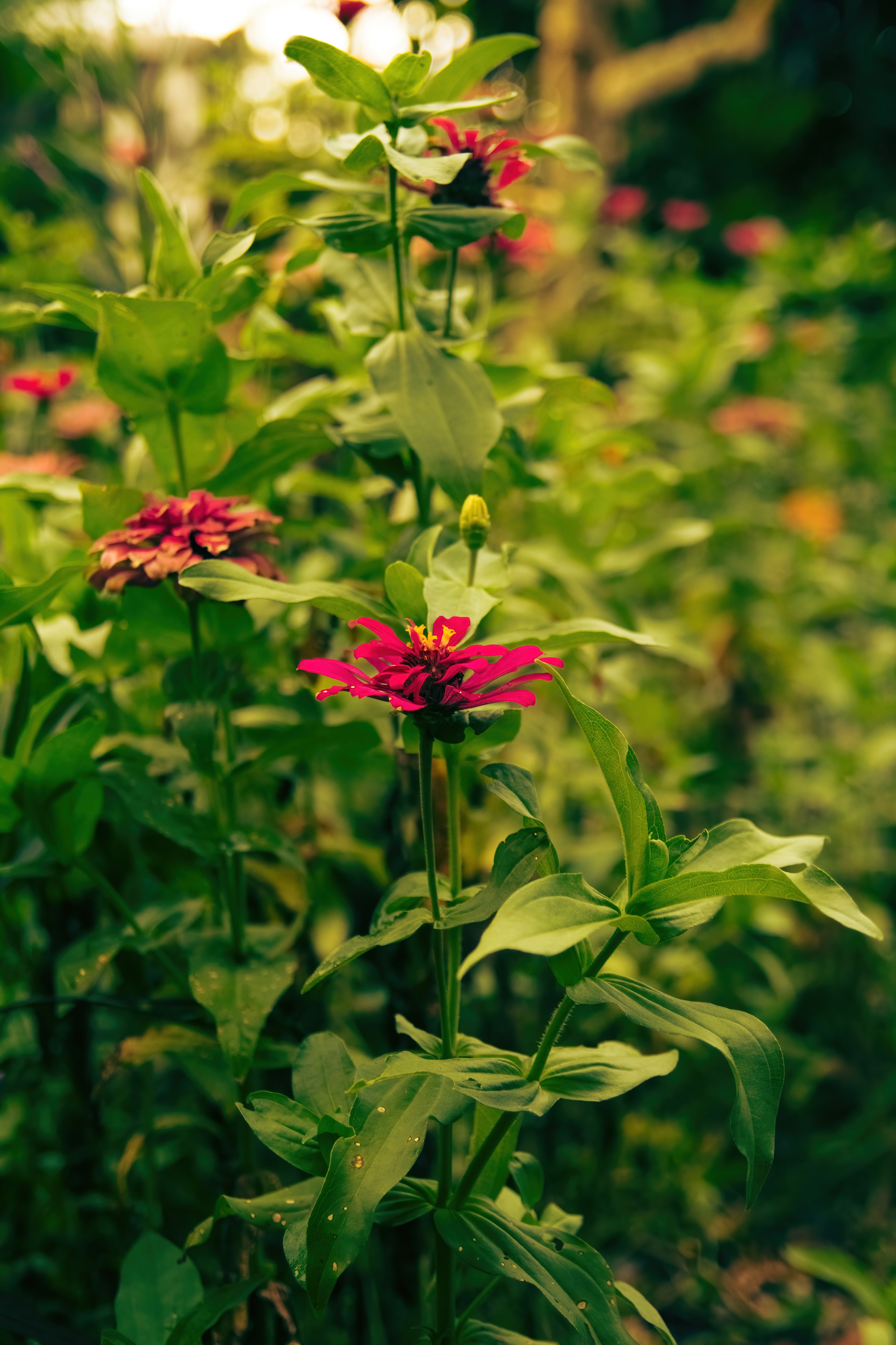 Spring Peruvian Zinnia · Free Stock Photo