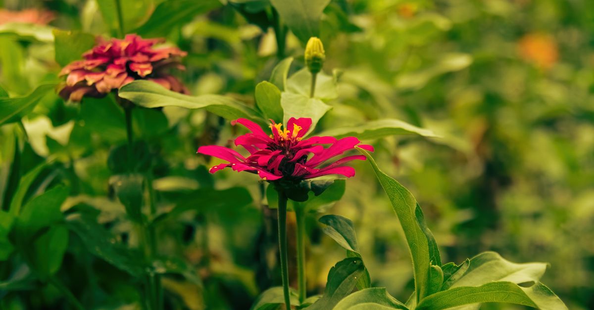 Spring Color Zinnia Spring Peruvian Zinnia · Free Stock Photo