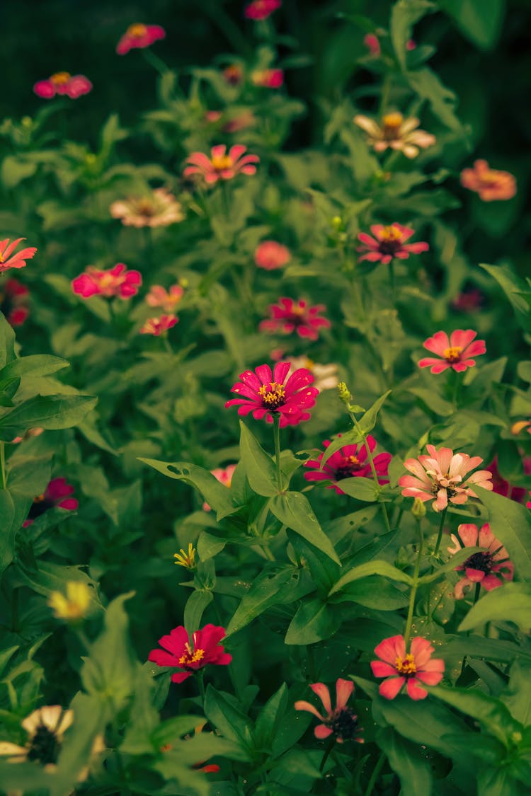 Peruvian Zinnia Plant