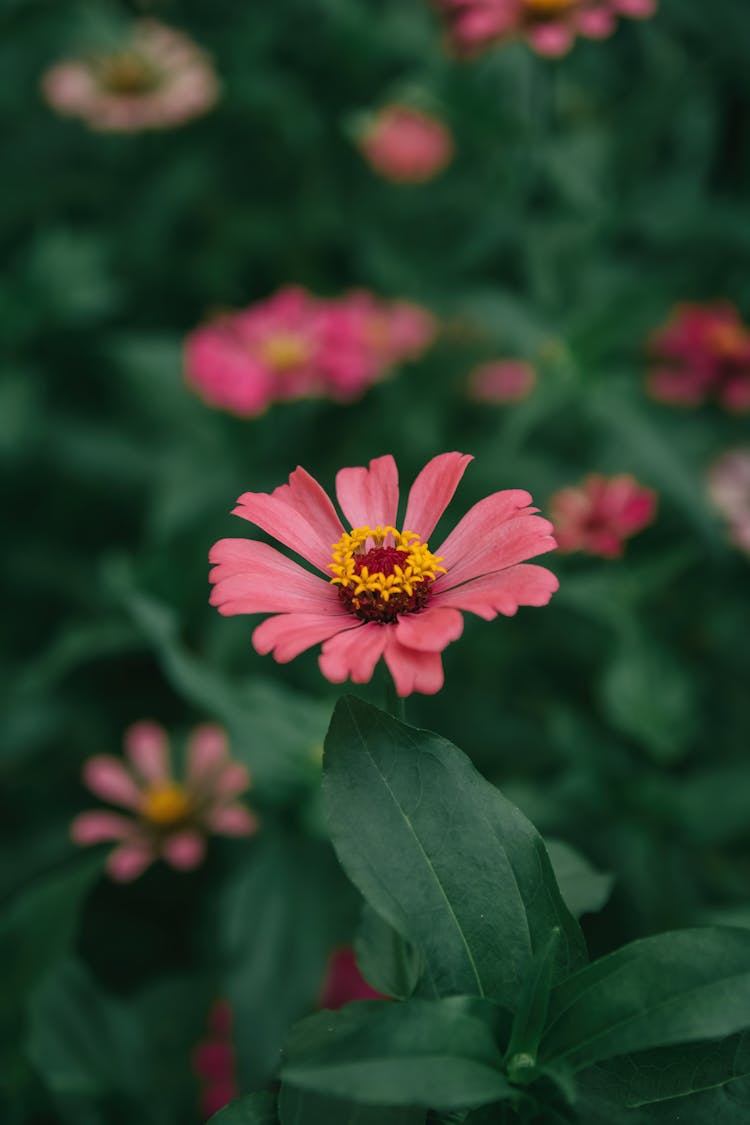 Flowering Peruvian Zinnia